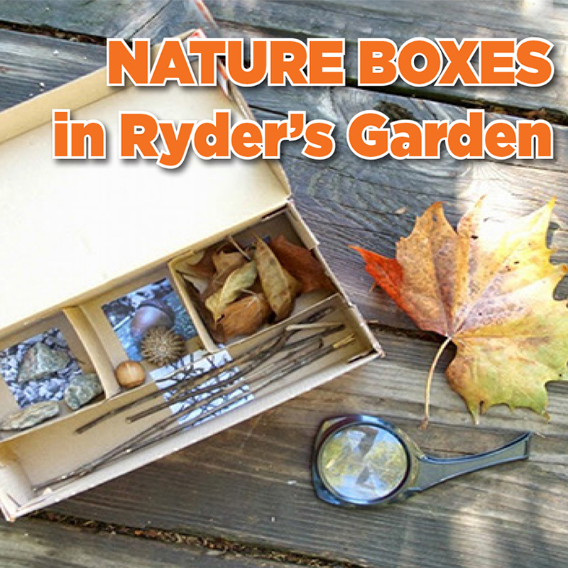 Nature boxes in Ryder’s Garden